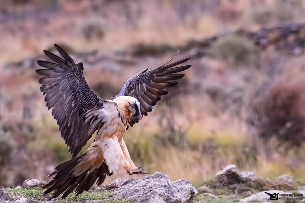 Biodiversidad en Andalucía: Quebrantahuesos