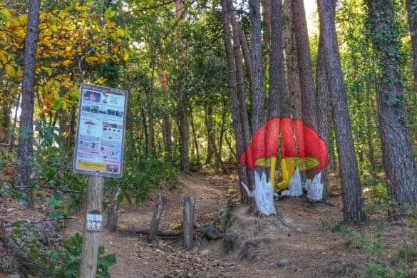 Ruta por el bosque pintado de Poblet