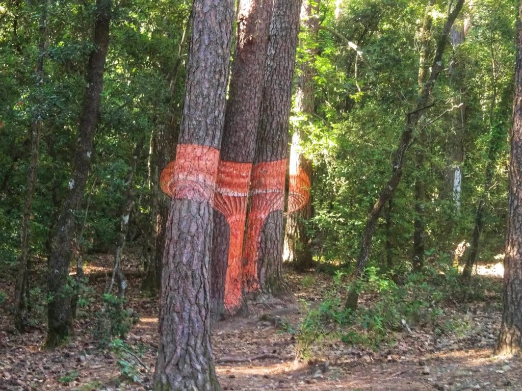 bosque pintado de Poblet