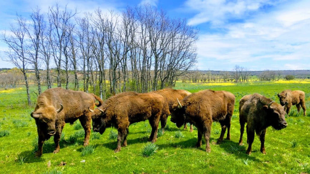 Bisonte europeo en Segovia