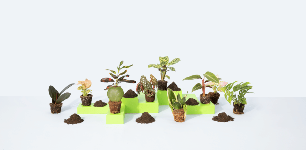 Miniplantas