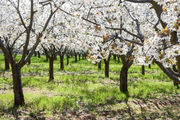 15 casas rurales para ver los cerezos en flor en el valle del Jerte