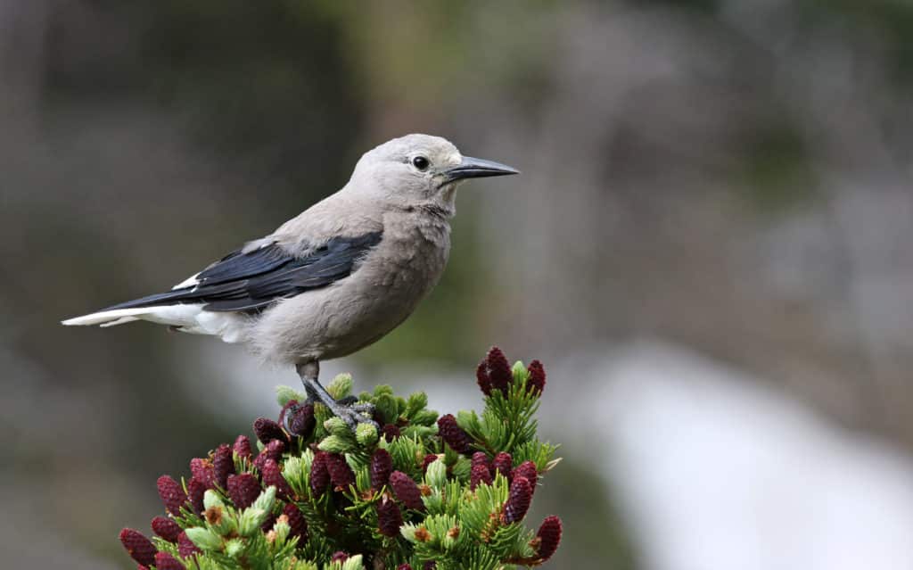 Pájaro. A Clark's Nutcracker (Nucifraga columbiana) perched on a tree branch, shot in Rocky Mountain National Park, Colorado.