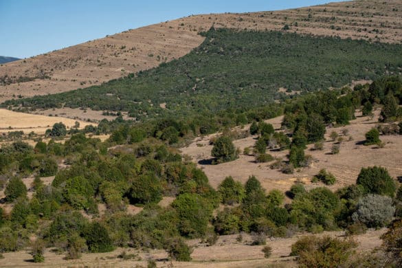 Arévalo de la Sierra: el pueblo con el acebal más grande de Europa que se resiste a desaparecer