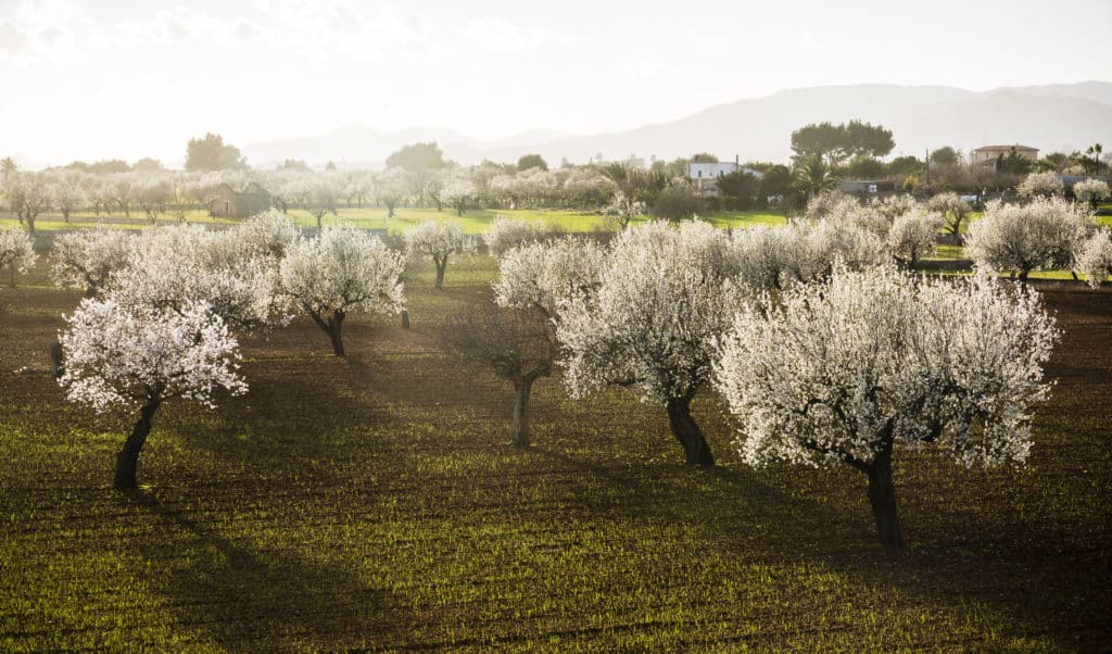 almendros en España, Inca, Mallorca, balearic islands, spain, europe