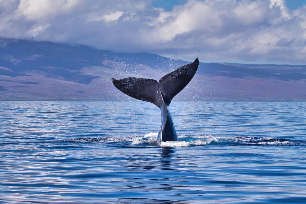 Dónde ver ballenas en España
