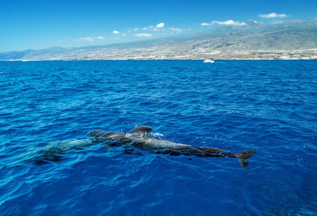 Ballenas frente la costa de Tenerife