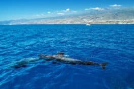 Dónde ver cetáceos en libertad en España