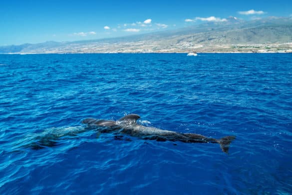 Dónde ver cetáceos en libertad en España