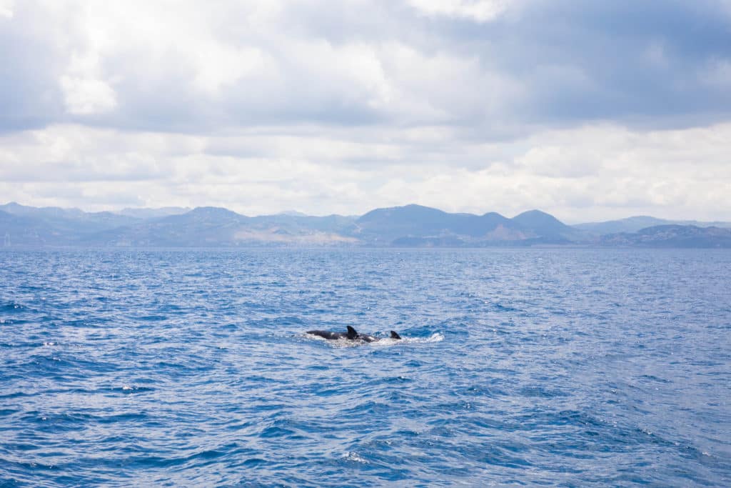 Ballenas en el Estrecho de Gibraltar