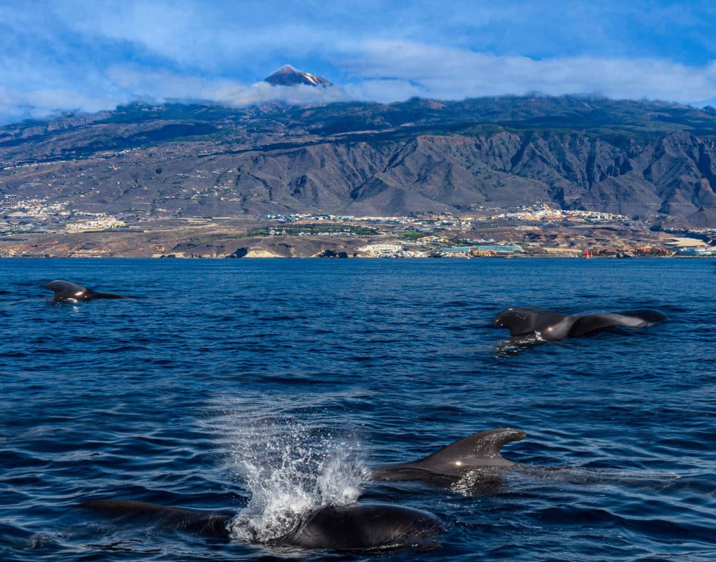 Ballenas cerca de Tenerife