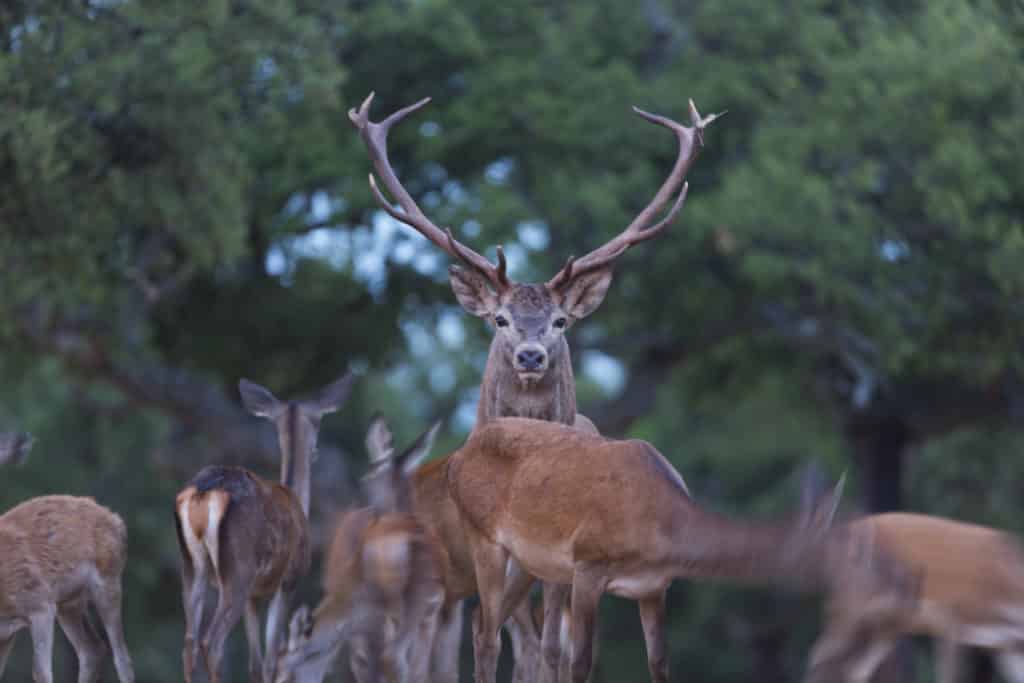 Berrea - Deer rut, Rutting period, CIERVO COMUN - RED DEER (Cervus elaphus), Cork oak forest, Mediterranean forest, Sierra de San Pedro, Cáceres, Extremadura, Spain, Europe