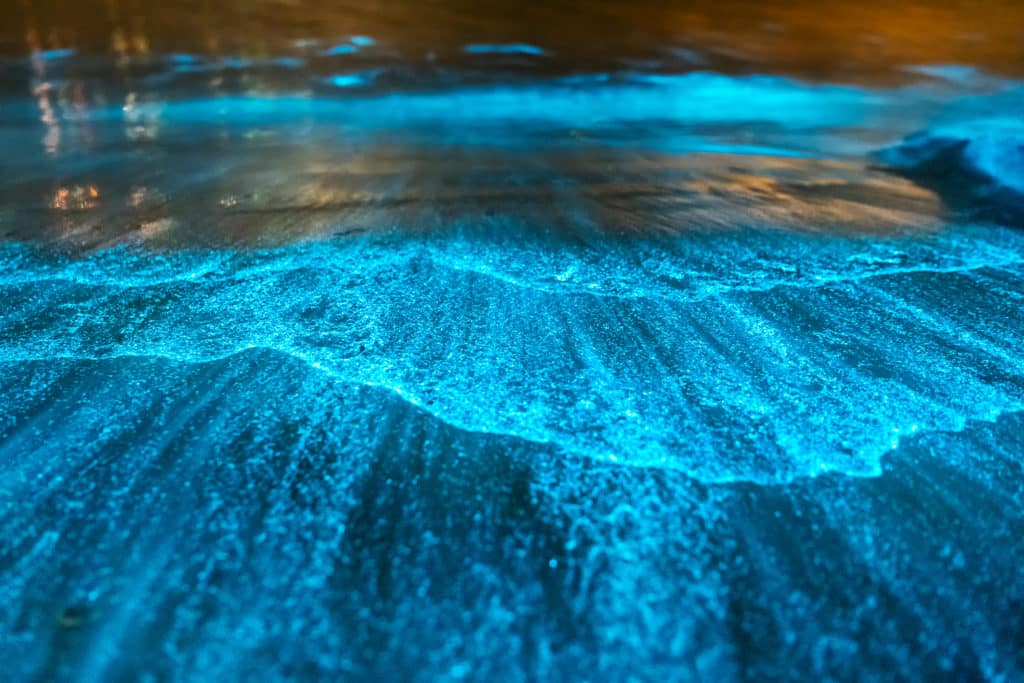 playas con bioluminiscencia
