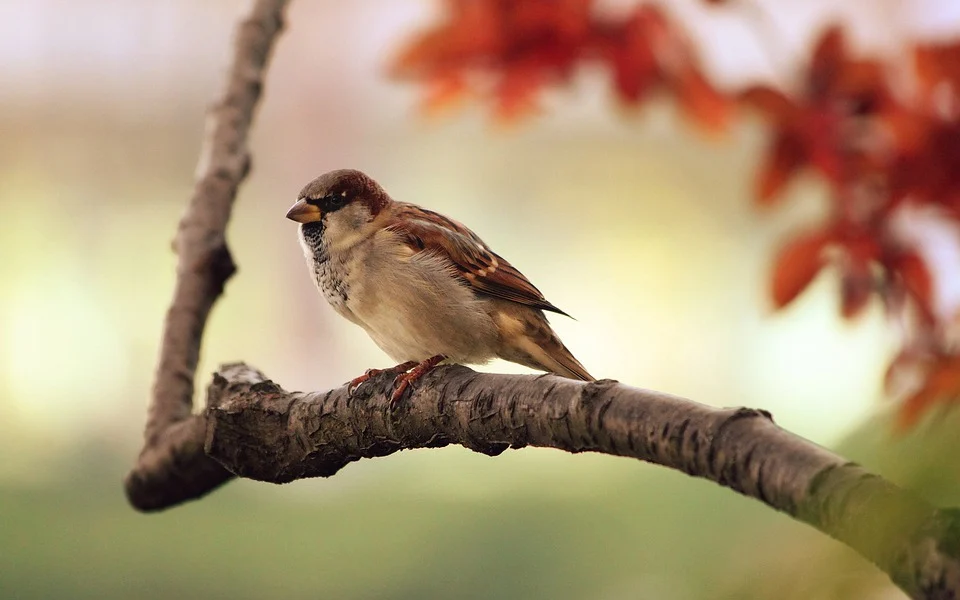 canto de las aves