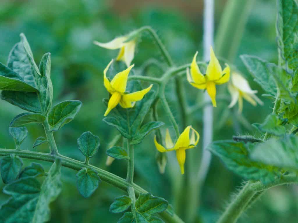 Huerto de tomates