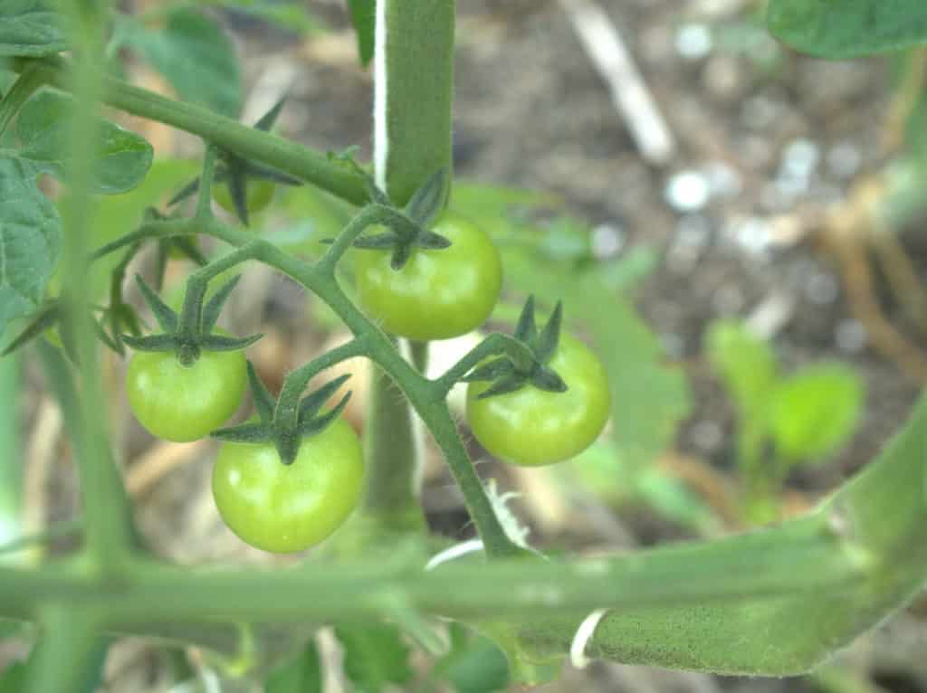Cultivar un huerto de tomates