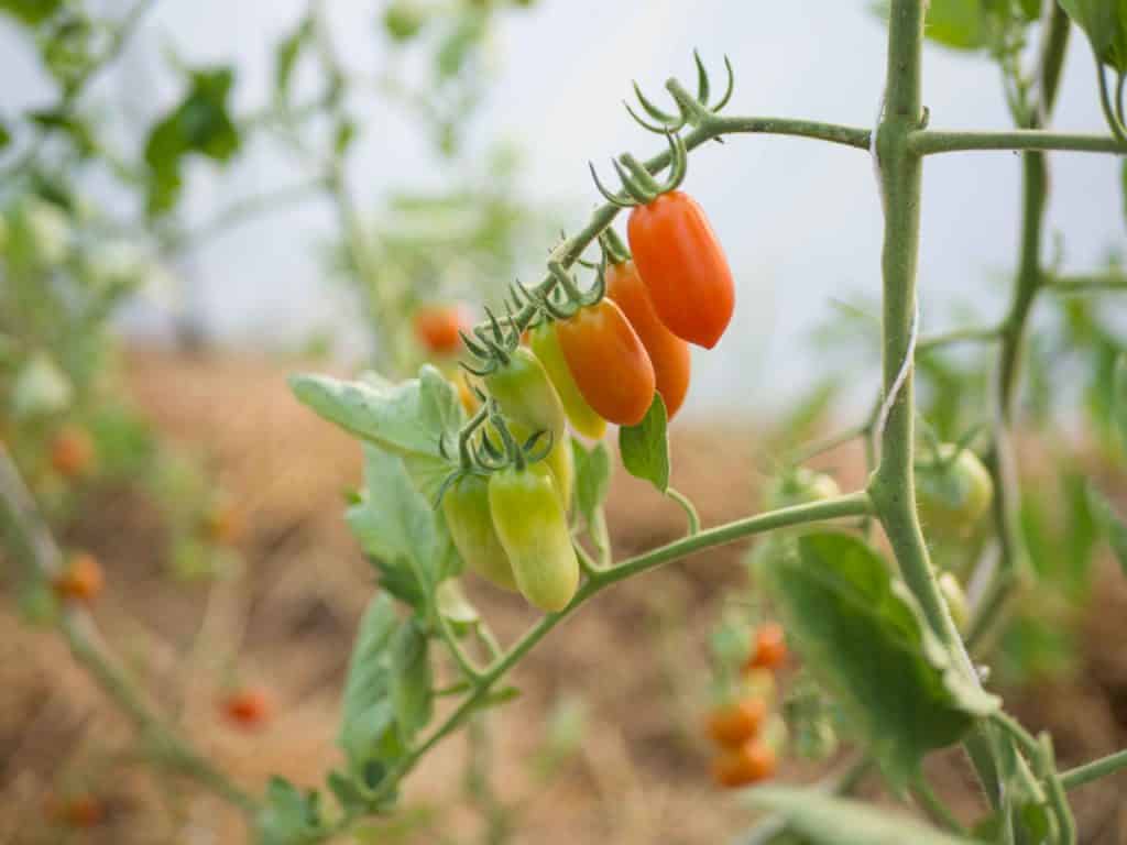 Huerto de tomates