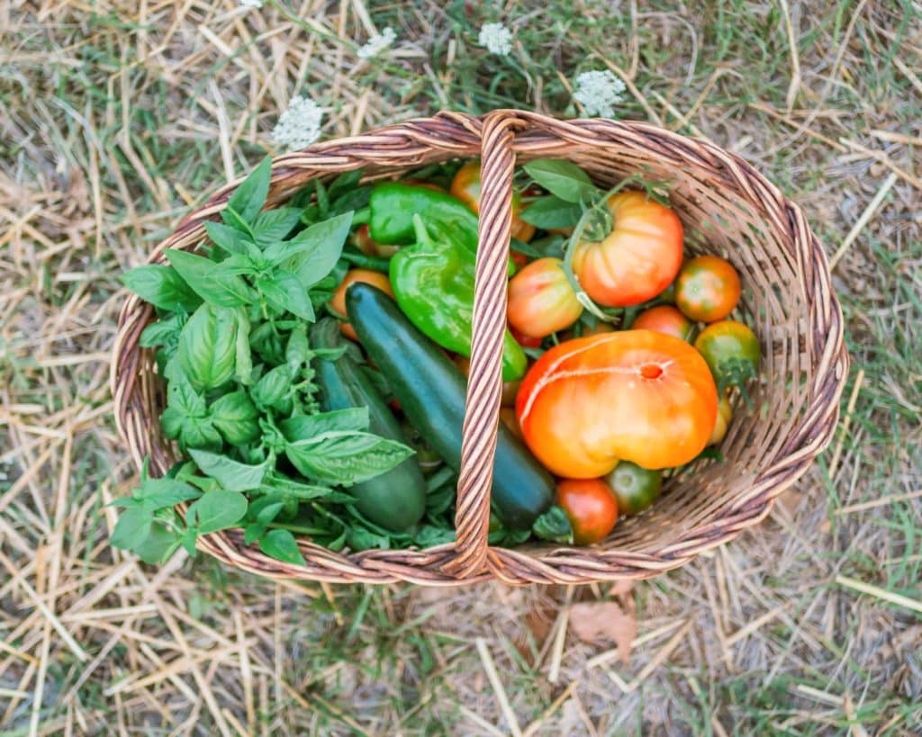 Huerto de tomates