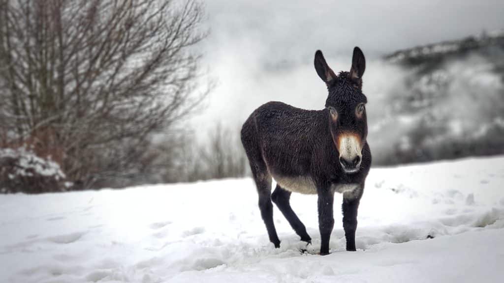 Burro ecuestre betato, Aragón