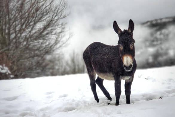 7 planes invernales para disfrutar de Aragón