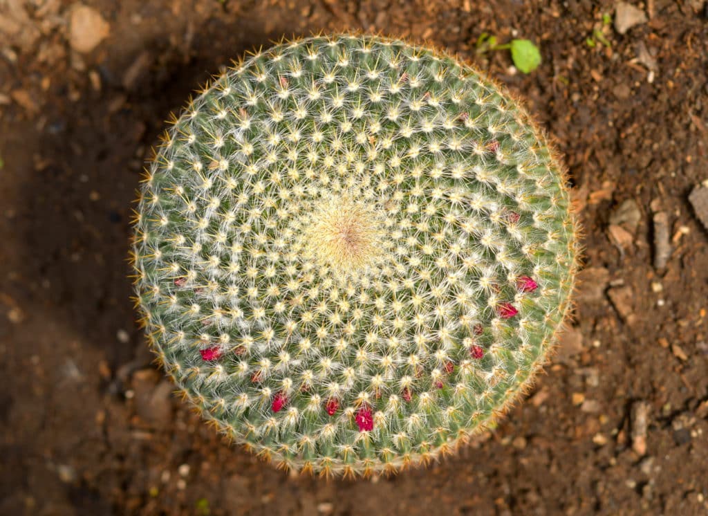 Cactus. Matemáticas en la naturaleza