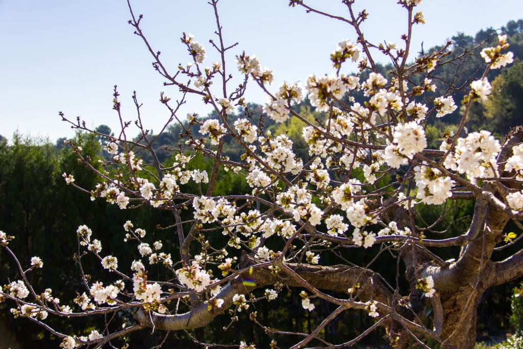Cerezos en flor en el Vall de Laguar