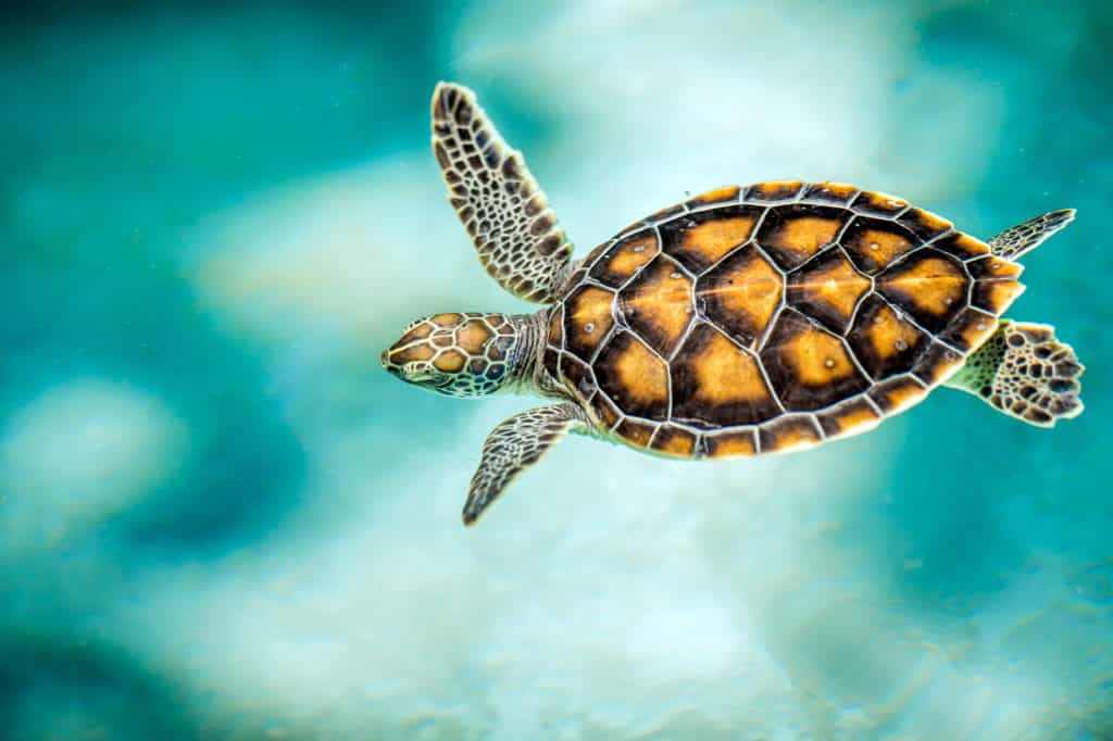 Caparazón de una tortuga marina, matemáticas en la naturaleza