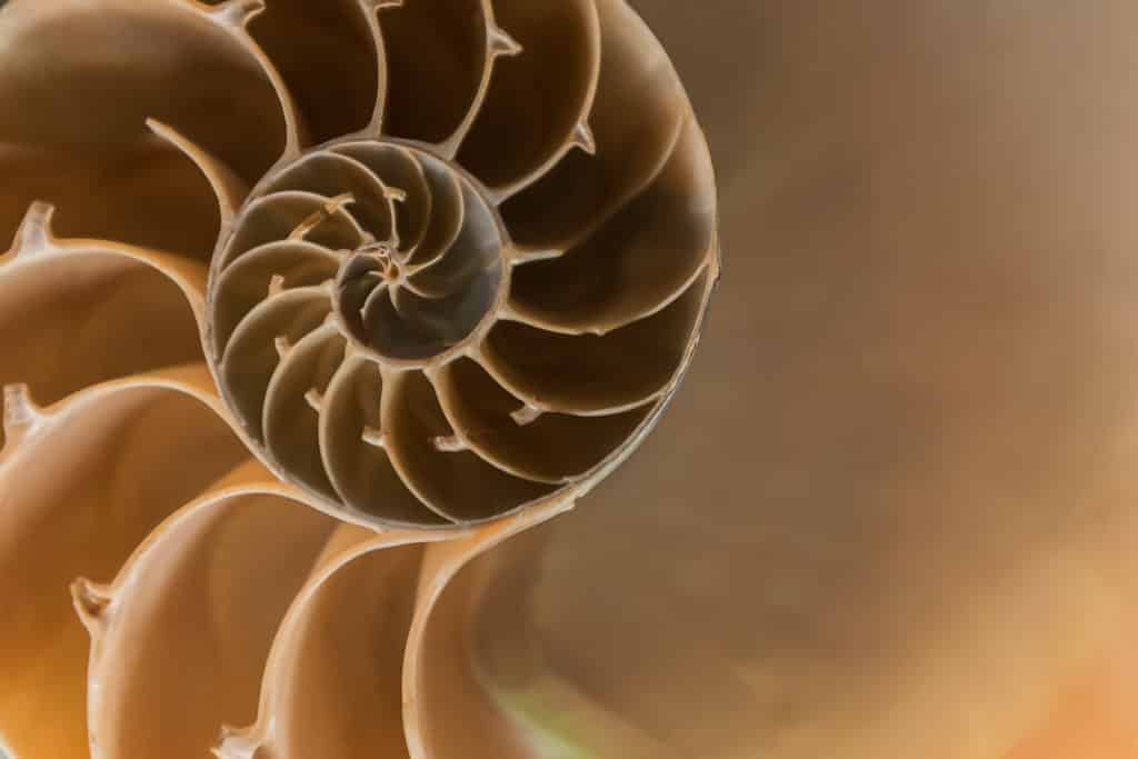 Caparón de nautilus, un tipo de molusco