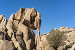 El elefantito, el caracol y otros animales graníticos de La Pedriza