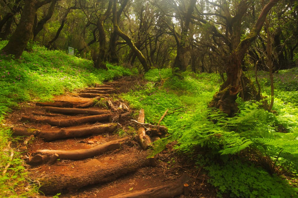 Senderismo por Garajonay: Ruta 2, hacia la Ermita de Lourdes