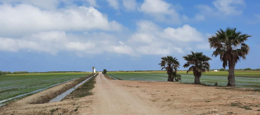 Caminos en la isla de Buda