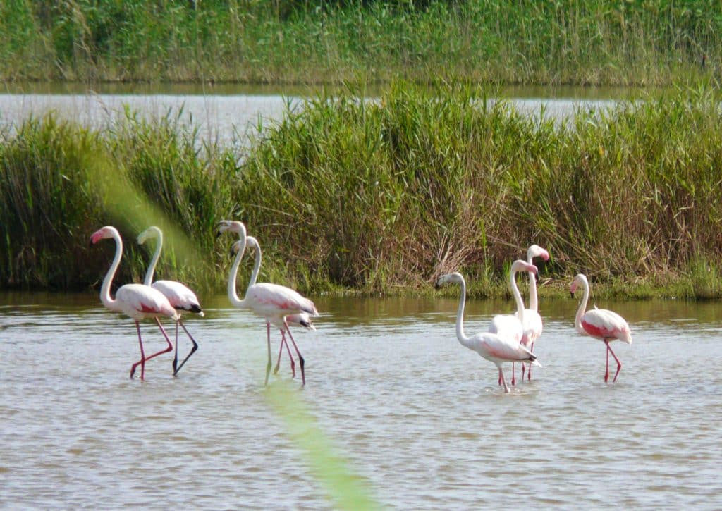 isla de Buda, flamencos