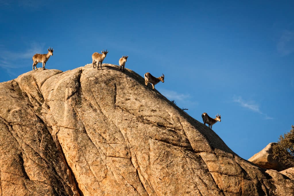 Cabras en La Pedriza