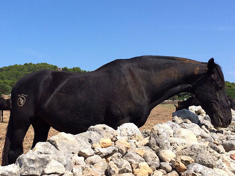 Camí de Cavalls de Menorca