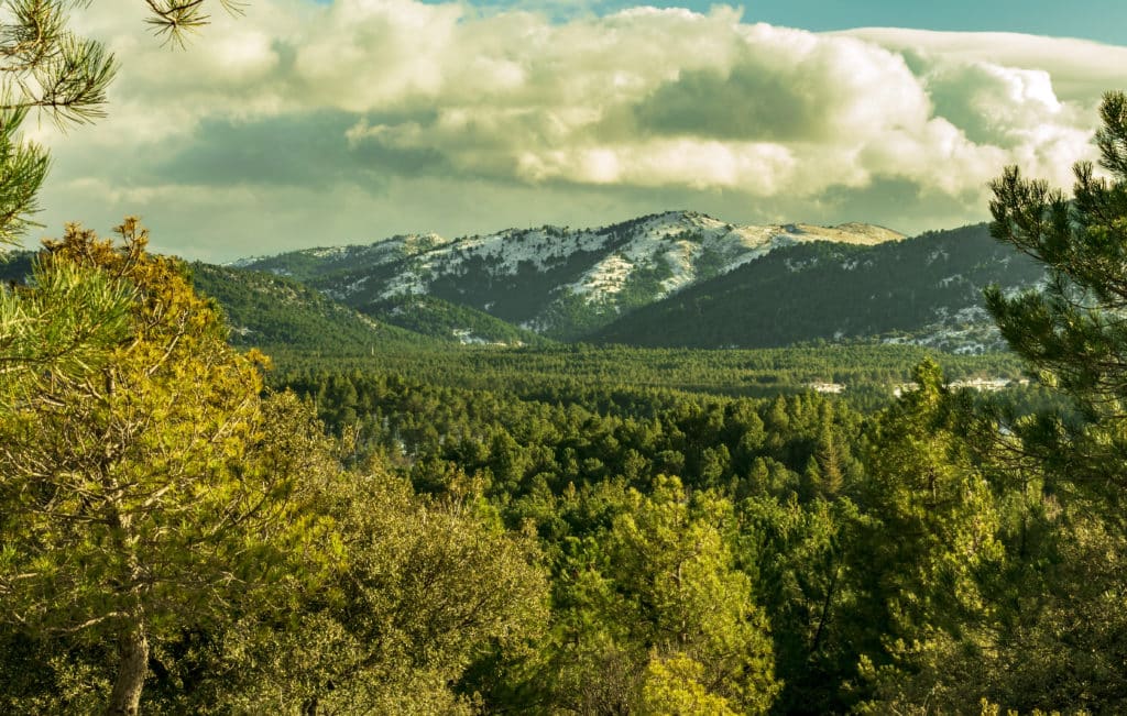 Parque Natural Sierra de Huétor en Granada, Secuoyas de Bolones