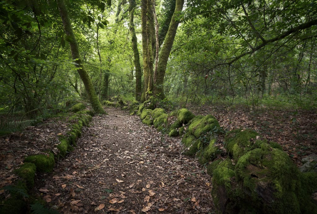 Bosque en Galicia