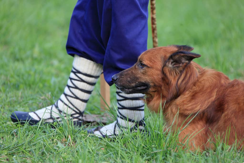 concursos de perros pastores en el País Vasco