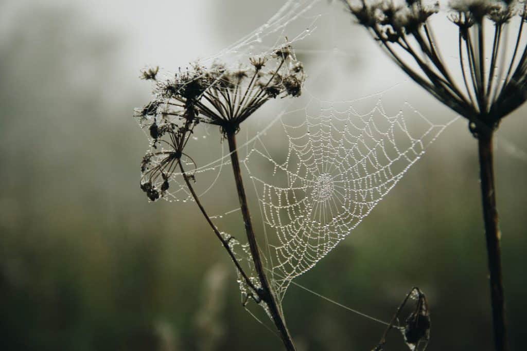 Tela de araña