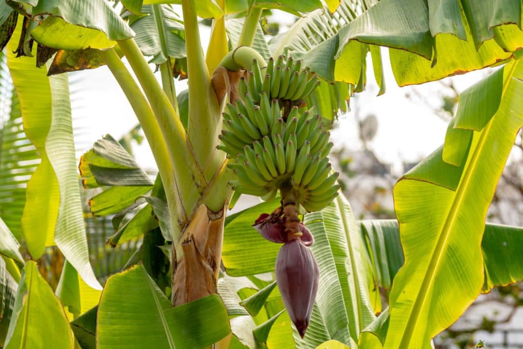 Plantación de plátanos en Las Palmas