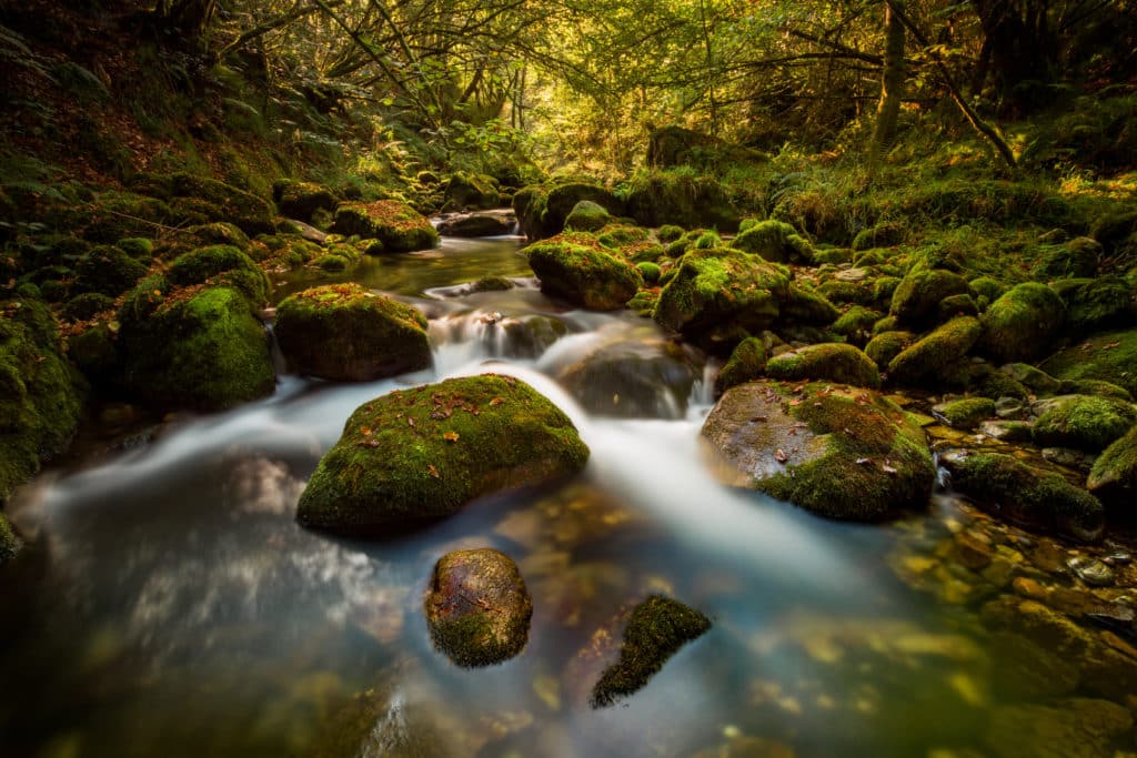 River in the forest in autumn