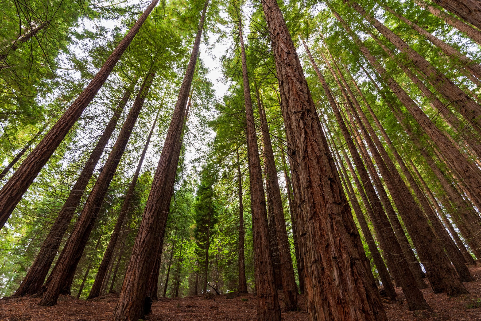 5 Lugares Donde Podr s Ver Bosques De Secuoyas En Espa a EscapadaRural 5 Lugares Donde Podr s Ver Bosques De Secuoyas En Espa a EscapadaRural