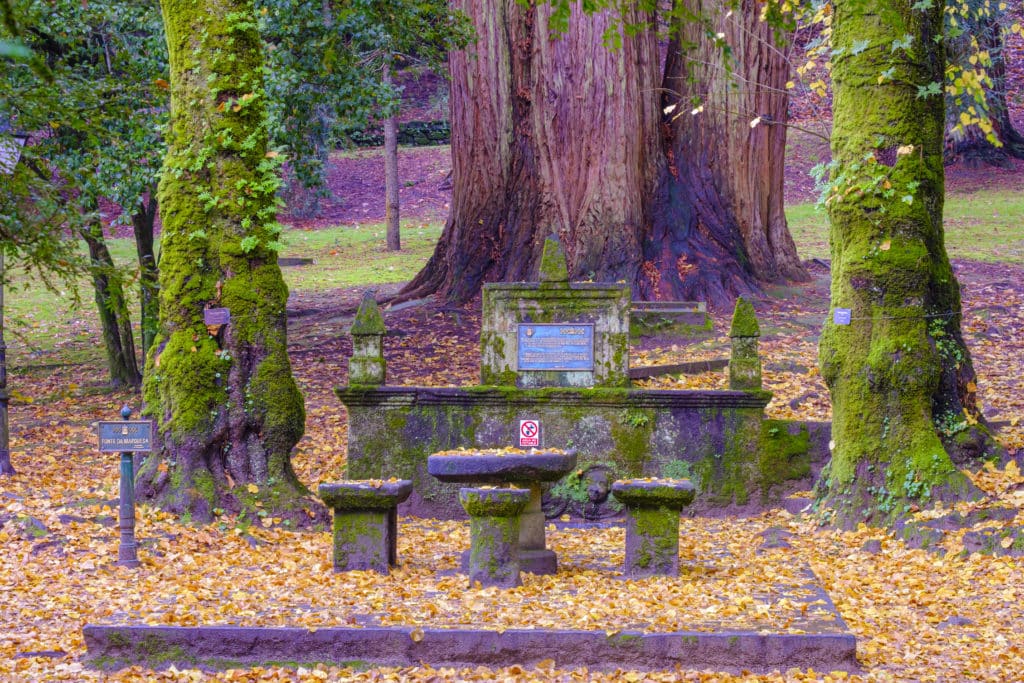 Stone fountain in front of a large sequoia, in the gardens of the Castllo de Soutomaior in Pontevedra (Spain)