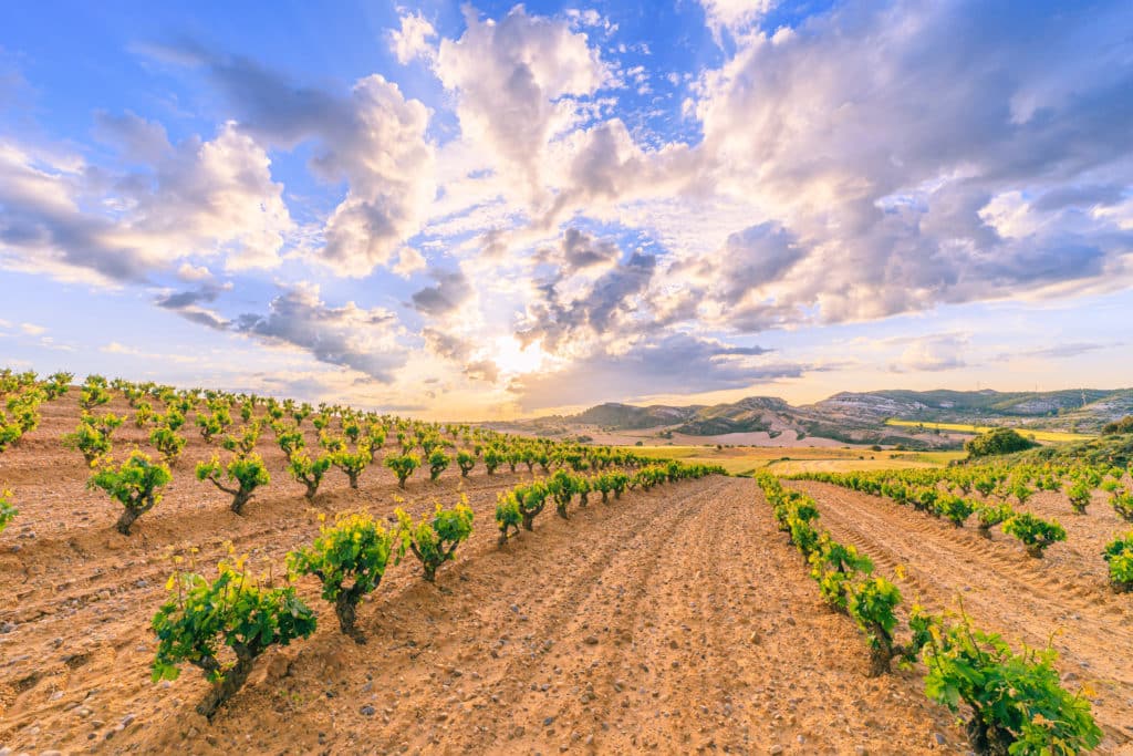 Viñedo en Ribera del Duero