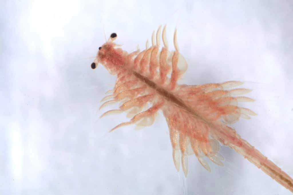 Artemia salina