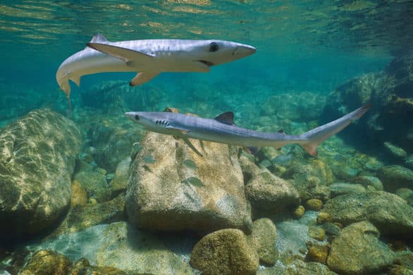 Las costas españolas se están llenando de tiburones: estas son las (posibles) causas